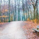 Empty Bench Seniors Depression and Mobility