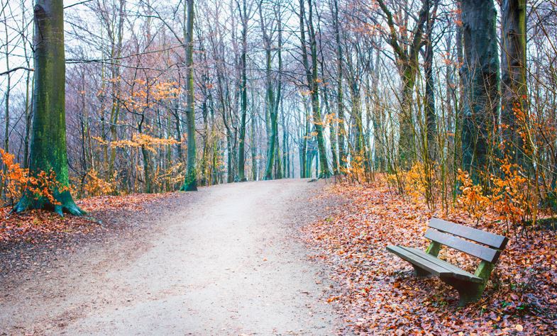 Empty Bench Seniors Depression and Mobility